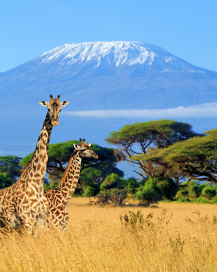 Acquisitions blurb copy