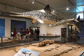 Kronosaurus Korner